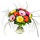 Gerbera Bouquet