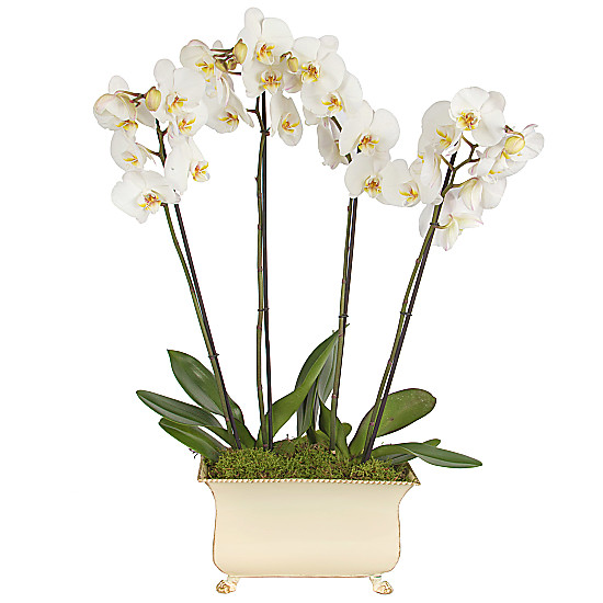 Regency Orchids White