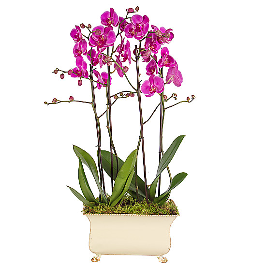 Regency Orchids Pink
