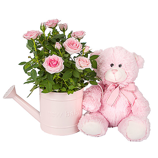 Baby Girl Rose Gift with Teddy