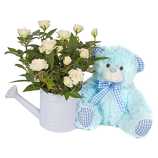 Baby Boy Rose Gift with Teddy
