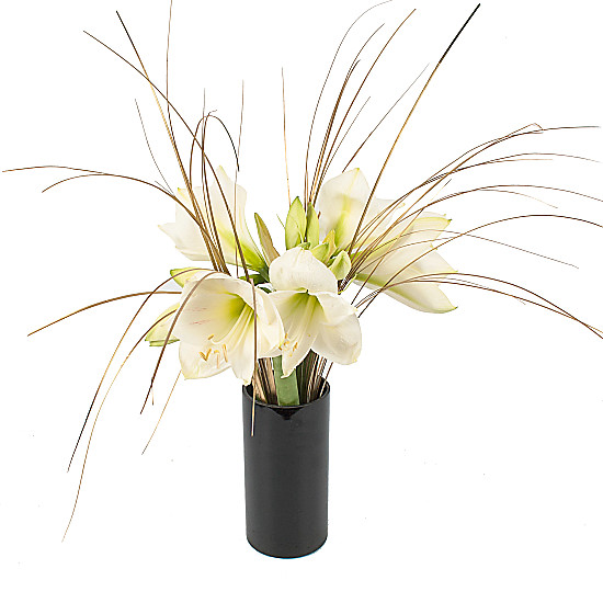 White Amaryllis