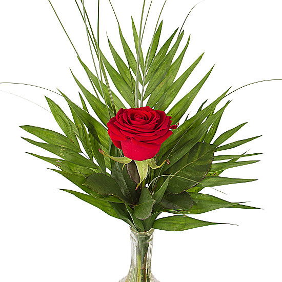 A Red Rose in a Vase