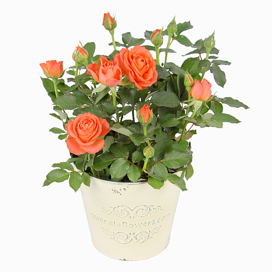 Orange Pot Rose