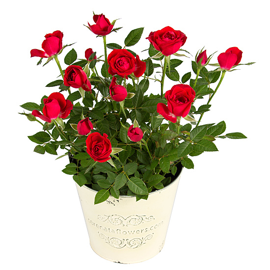 Red Pot Rose
