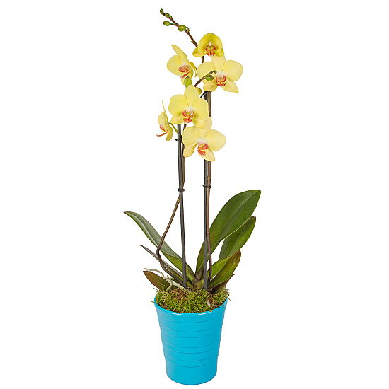 Yellow Phalaenopsis Orchid