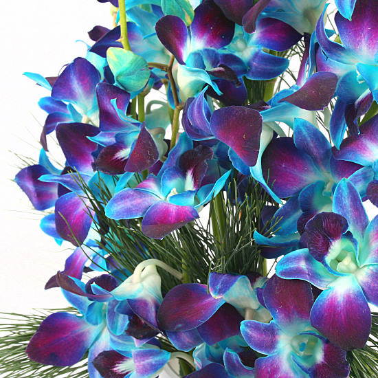 Blue
Dendrobium