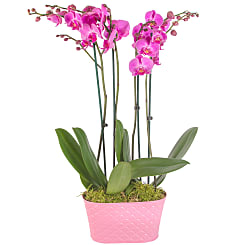 Orchid Delivery in UK | Orchids by Post | Serenata Flowers