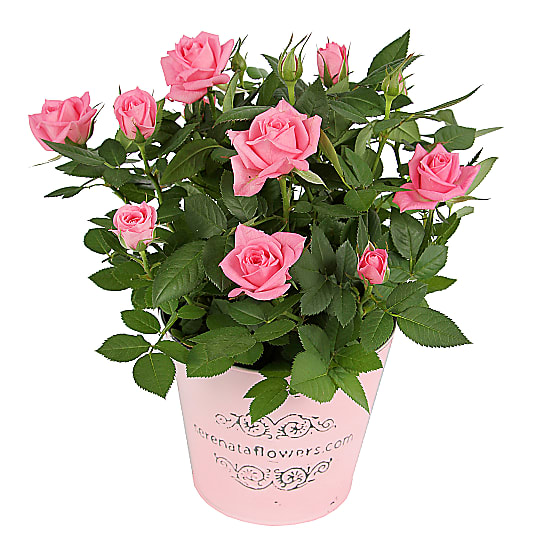 Pink Pot Rose - delivered next day