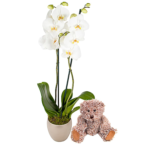 New Baby Orchid Gift Set