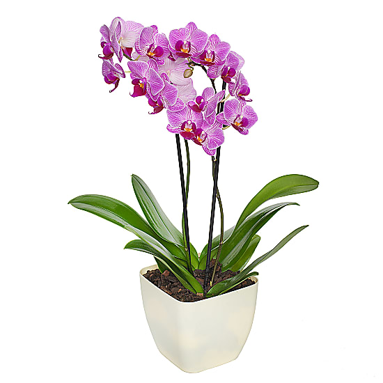 Potted Orchid - delivered next day