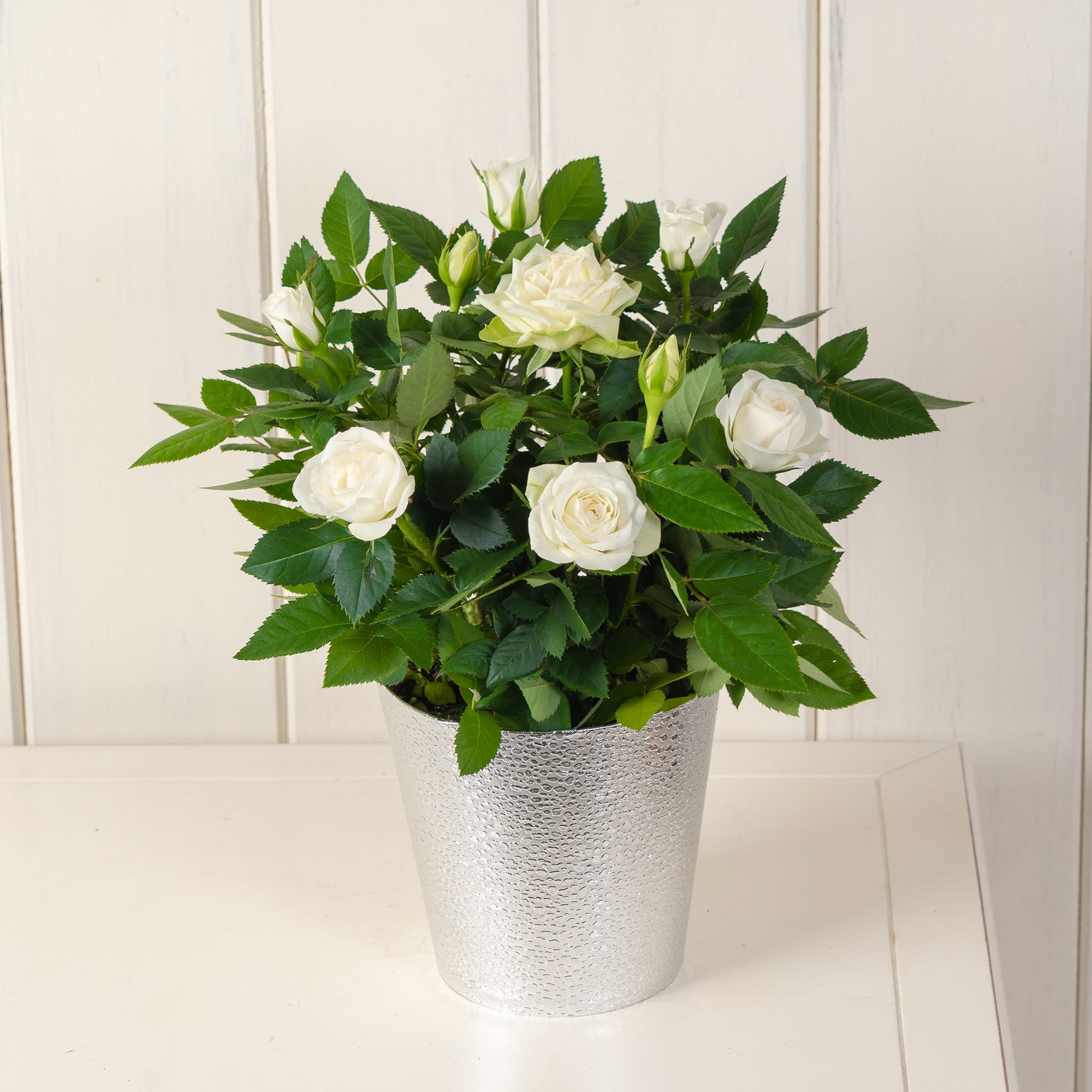 White Potted Rose
