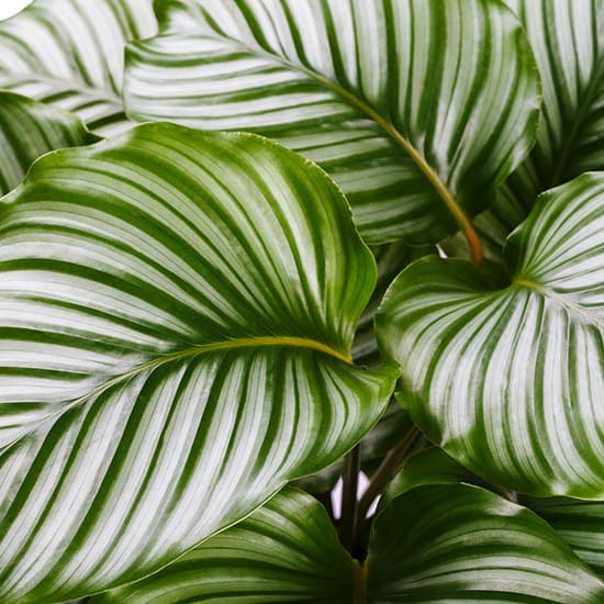 Most Popular Green indoor plants