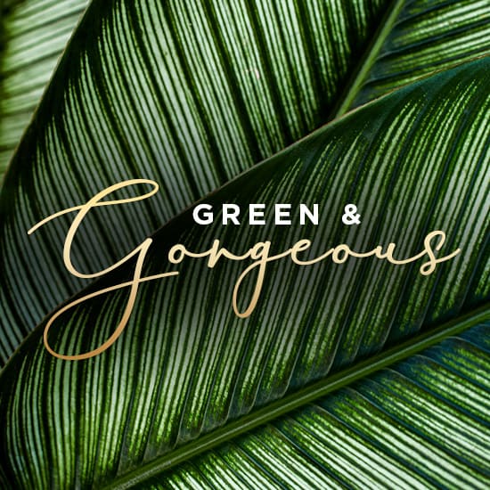UK Small Plants delivery