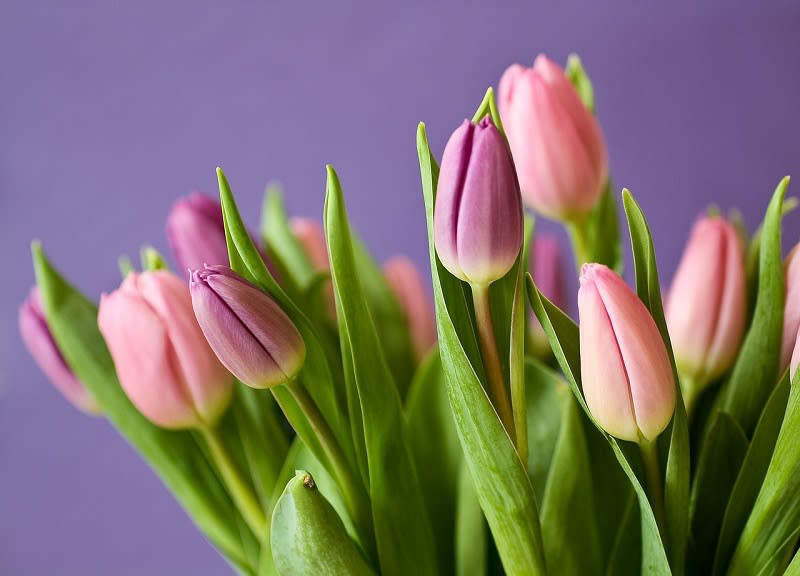 Most Popular Tulips