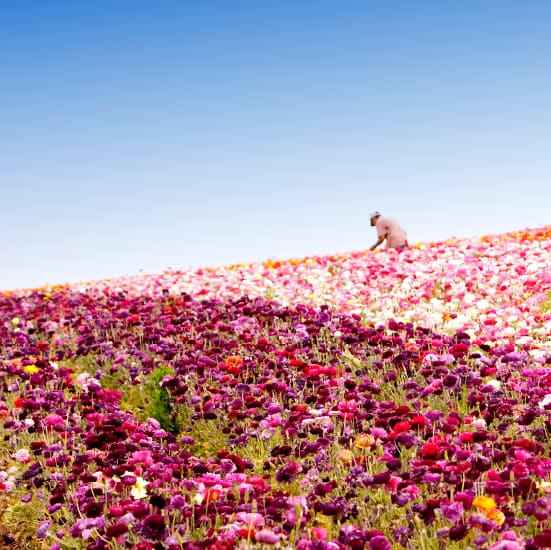 Flower delivery in Canada