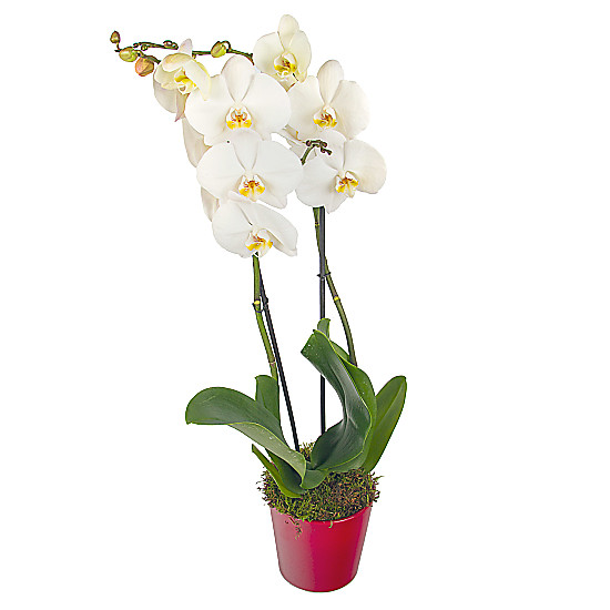 Buy The Lovers Orchid