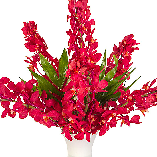 Red Mokara Orchids