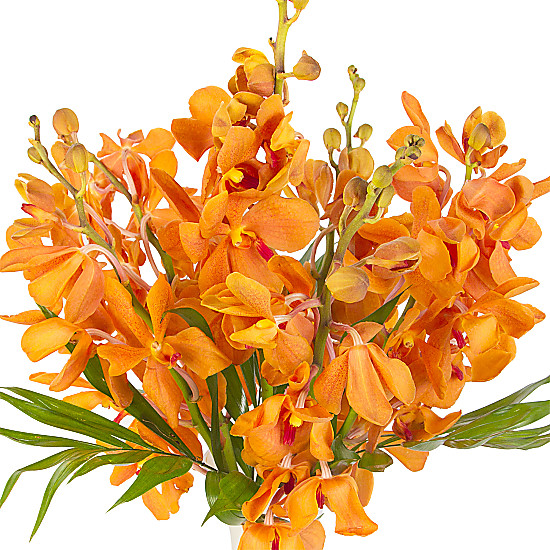 Orange Mokara Orchids
