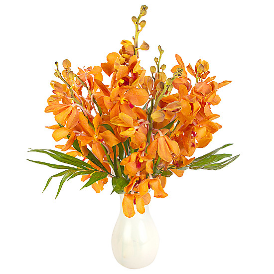 Orange Mokara Orchids