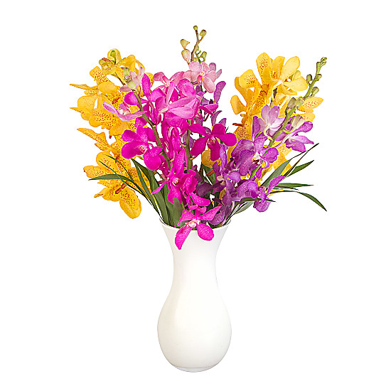 Bright Mokara Orchids