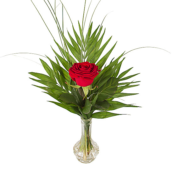 A Red Rose in a Vase