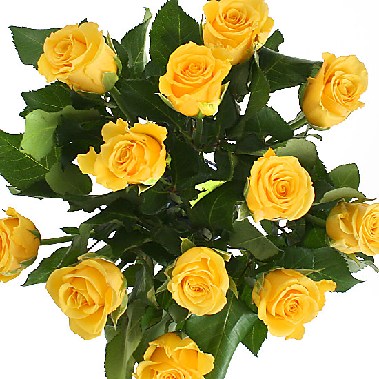 A Dozen Yellow Roses Giftwrap - delivered next day