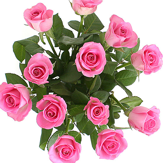 A Dozen Pink Roses Giftwrap