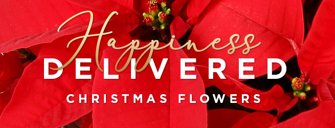 Order Fresh, Beautiful Christmas Flowers | UK Next-Day ...