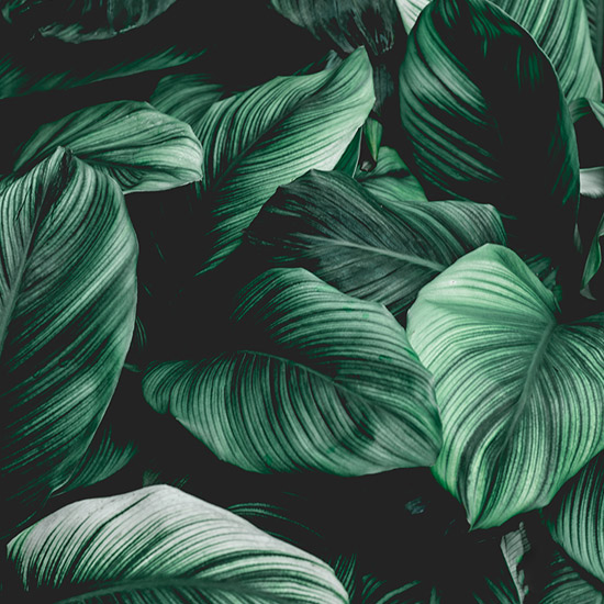 Most Popular Plants
