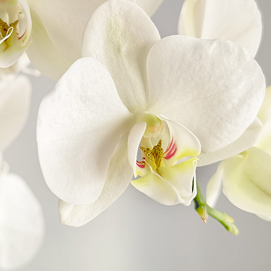 Most Popular Orchids