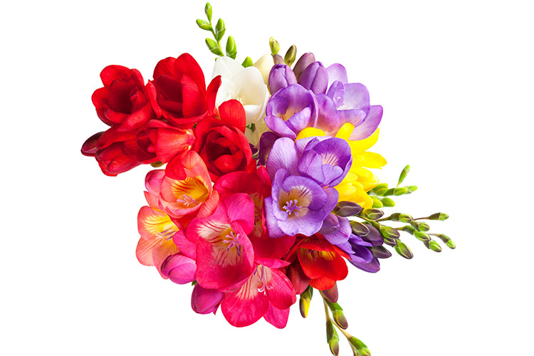 L'élégante et odorante fleur freesia | éclosion