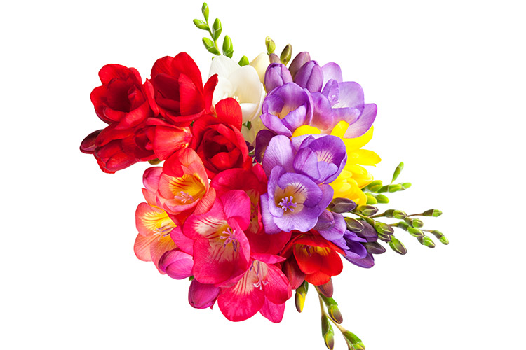 fleur freesia 1