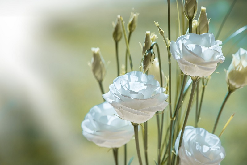 Signification Des Fleurs Blanches éclosion