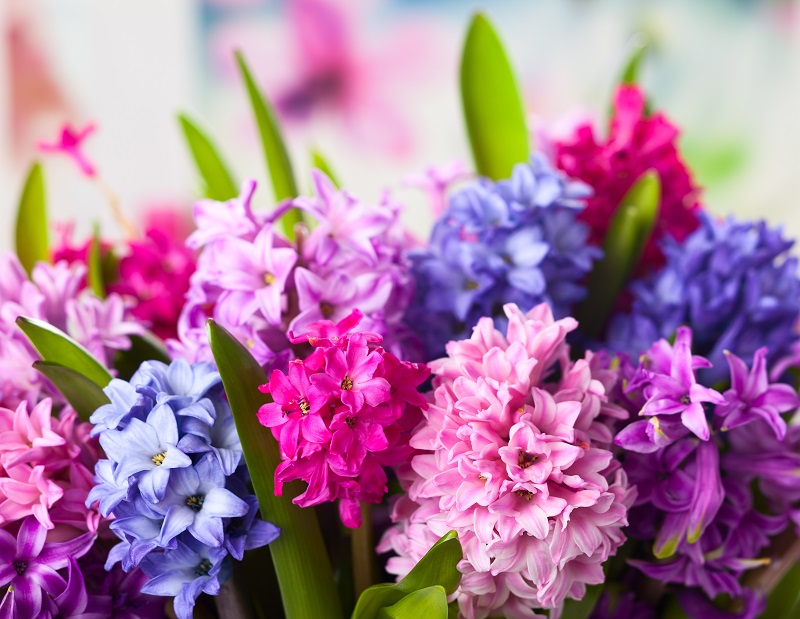  Fleurs  de  mars  nos conseils pour embellir votre jardin 