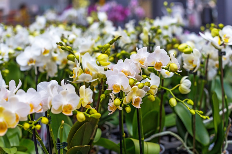 Les Fleurs Exotiques Comment En Prendre Soin éclosion