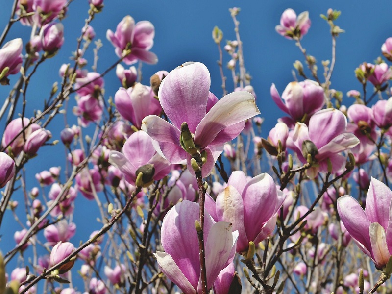 A La Decouverte Des Fleurs D Avril Eclosion