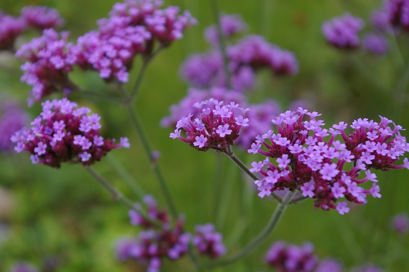 Mieux Connaitre Les Feuilles Et Les Fleurs De Verveine Eclosion