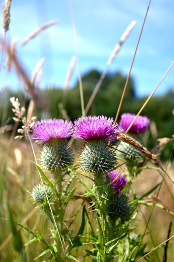 National Flower of Scotland | Serenata Flowers