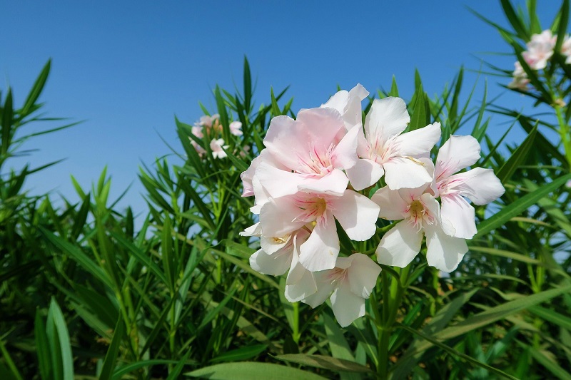 A La Découverte Des Fleurs Daoût éclosion