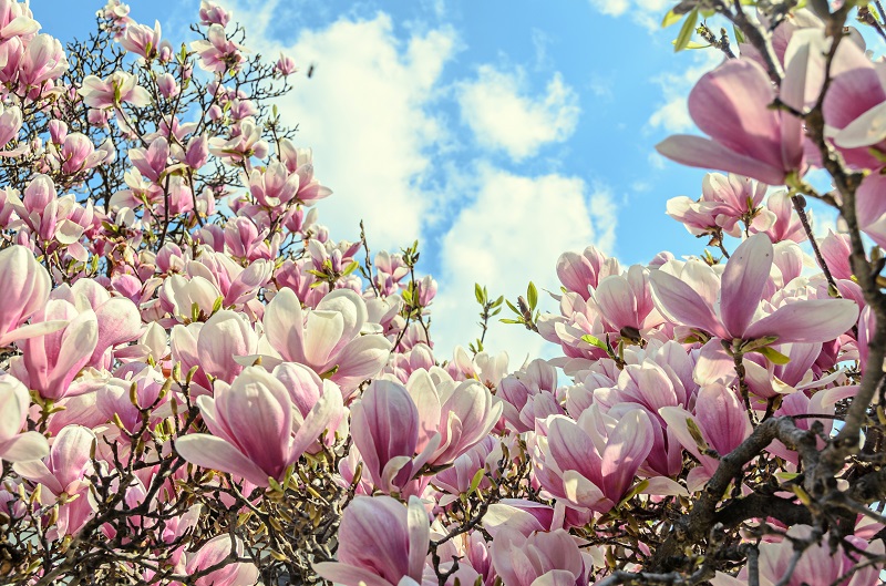 A La Découverte Des Fleurs Daoût éclosion