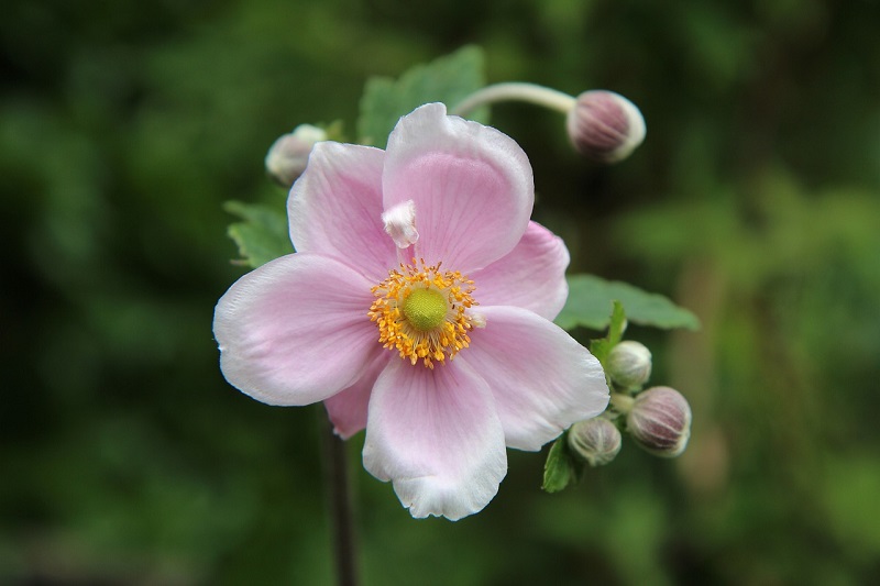 Quelles Sont Les Fleurs De Septembre Eclosion