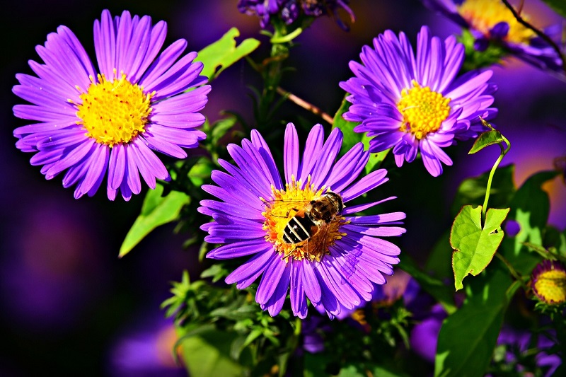 Quelles Sont Les Fleurs De Septembre Eclosion