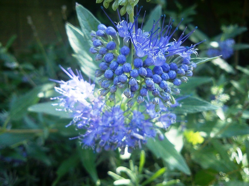 Quelles Sont Les Fleurs De Septembre Eclosion